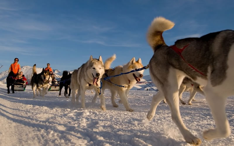 Chiens de traîneaux